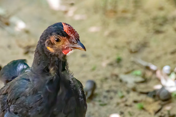 Young and slim black hen