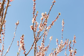 warm spring flowers apricots on branches on a sunny day