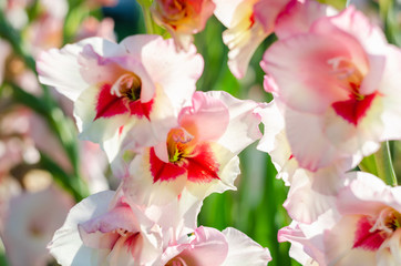Fototapeta na wymiar Gladiolus Close Up, beautiful flowers blooming in the garden. Pink with bright red spot in the center.