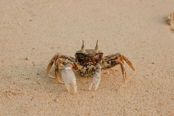 Sand crab at sunrise on the beach of Phuket, Thailand