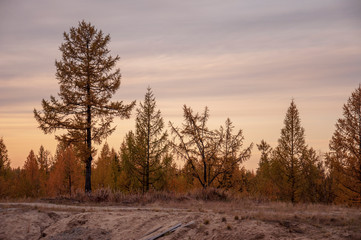 Sundown and sunrises. Light blue sky. A lot of yellow trees on the background of soft heaven