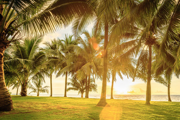 green field with palm trees with palm trees by the sea, tropical landscape, sunset