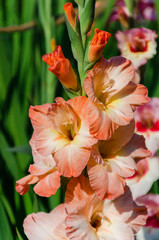 Fototapeta na wymiar Gladiolus Close Up, beautiful flowers blooming in the garden. Orange color with yellow spot in the center.