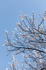 warm spring flowers apricots on branches on a sunny day