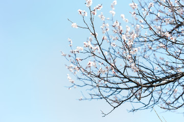 warm spring flowers apricots on branches on a sunny day