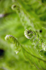  young fern leaves natural background