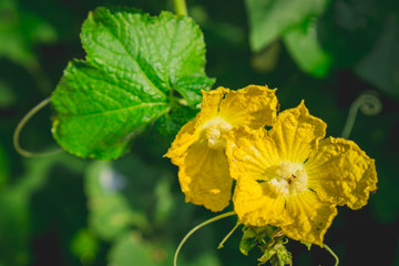 yellow flowers in the garden