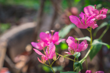 pink and white flowers