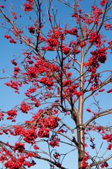 Rowan tree branches with berries against blue sky