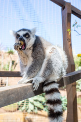 ring tailed lemur on branch of tree