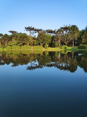 Obraz na płótnie Canvas reflection of trees in lake