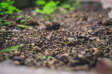 green moss on the ground