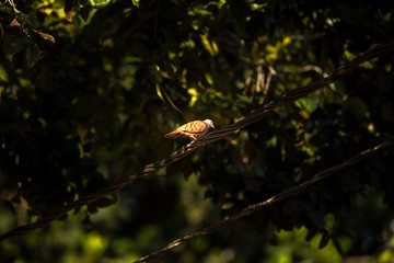 Foto de Natureza da natureza e pássaros