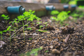 seedlings in a greenhouse