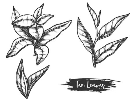 Hand drawn ceylon or indian tea leaves. Twig, stem