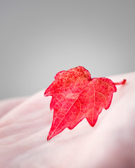 Feuille de vigne rouge dans une main