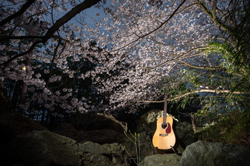 満開の桜とギター