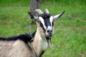 Organic farming. A gray goat with large horns. Portrait of a goat on a green background