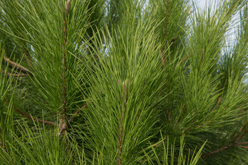 Green Foliage of an Evergreen Coniferous Stone Pine, Italian Stone Pine, Umbrella Pine or Parasol...