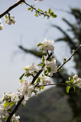 Fioritura
