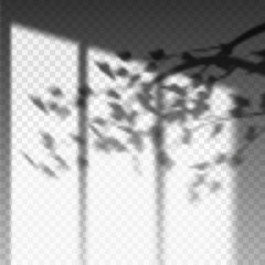 Plant branch or leaf shadow on transparent wall