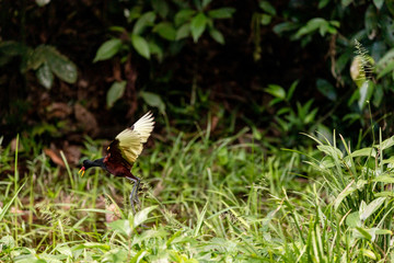Foto de Natureza da natureza e pássaros