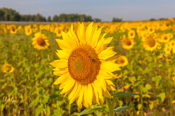 Fototapeta premium Sunflower natural background. Sunflower blooming. Close-up of sunflower, selective focus