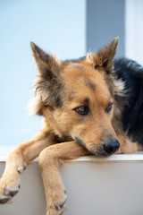 Close up picture of guard dog sitting in front of house background, Unhappy Thai dog, Watchdog concept