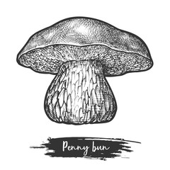 Porcini sketch or mushroom, penny bun shroom