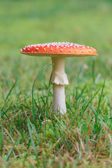 er Fliegenpilz mit weißen Punkten im Wald auf grünem Moos und Gras