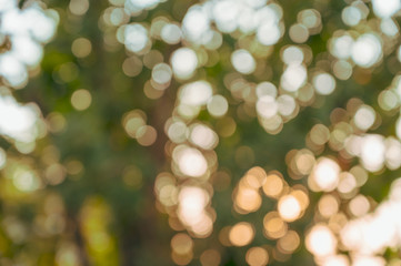 Obraz premium Abstract bokeh on blurred tree background, Vintage style