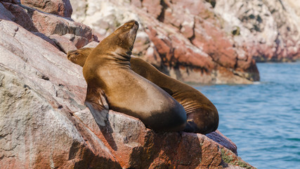 South American sea lions (Otaria flavescens)