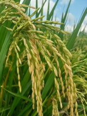 green corn field of wheat