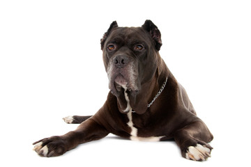 Cane Corso dog on white background