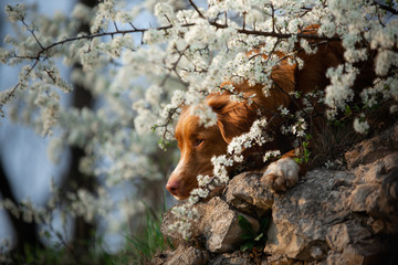 Fototapeta na wymiar dog on the background of apple trees. Nova Scotia Duck Tolling Retriever rests on a rock. Pet on nature