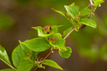 branch with green leaves
