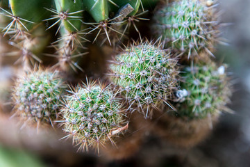 Cactus