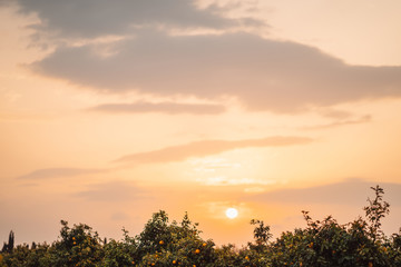 Beautiful sunrise in the citrus garden. The bright sun is surrounded by light clouds of a warm hue. You can see the tops of trees with fruits of oranges and grapefruits. There is space for text 