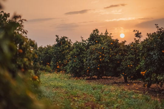Impressive view of the citrus garden. Oranges and grapefruits grow on trees lit by the dawn. The shooting location is Cyprus. A great option for Wallpaper