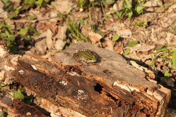 Edible Frog | Pelophylax kl. esculentus