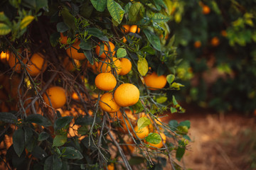 Fresh and ripe fruits of oranges and grapefruits hang on the branches of the tree. The place is located in Cyprus. A great option for using as Wallpaper