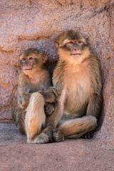Fototapeta premium Afrique, Maroc,Zoo de Rabat