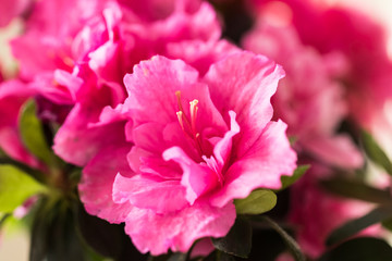 Closeup of pink azalea flower.