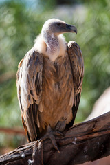 Afrique, Maroc,Zoo de Rabat