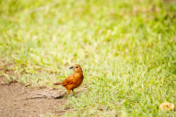 Foto de Natureza da natureza e pássaros