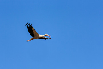 Afrique, Maroc,Zoo de Rabat