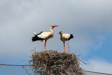 Afrique, Maroc,Zoo de Rabat