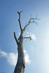 Death Tree