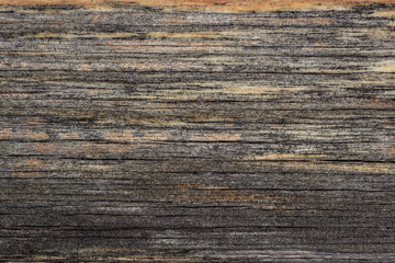 texture of old dry wood