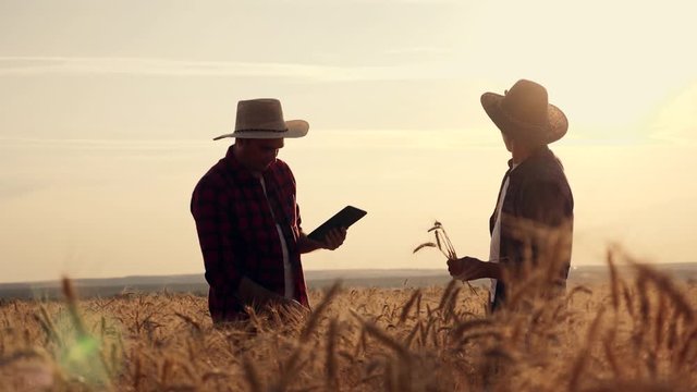 eam work. Two farmers stand at sunset in a wheat field, and discuss the new crop.. Farmers use new technologies in agriculture. Growing organic products.